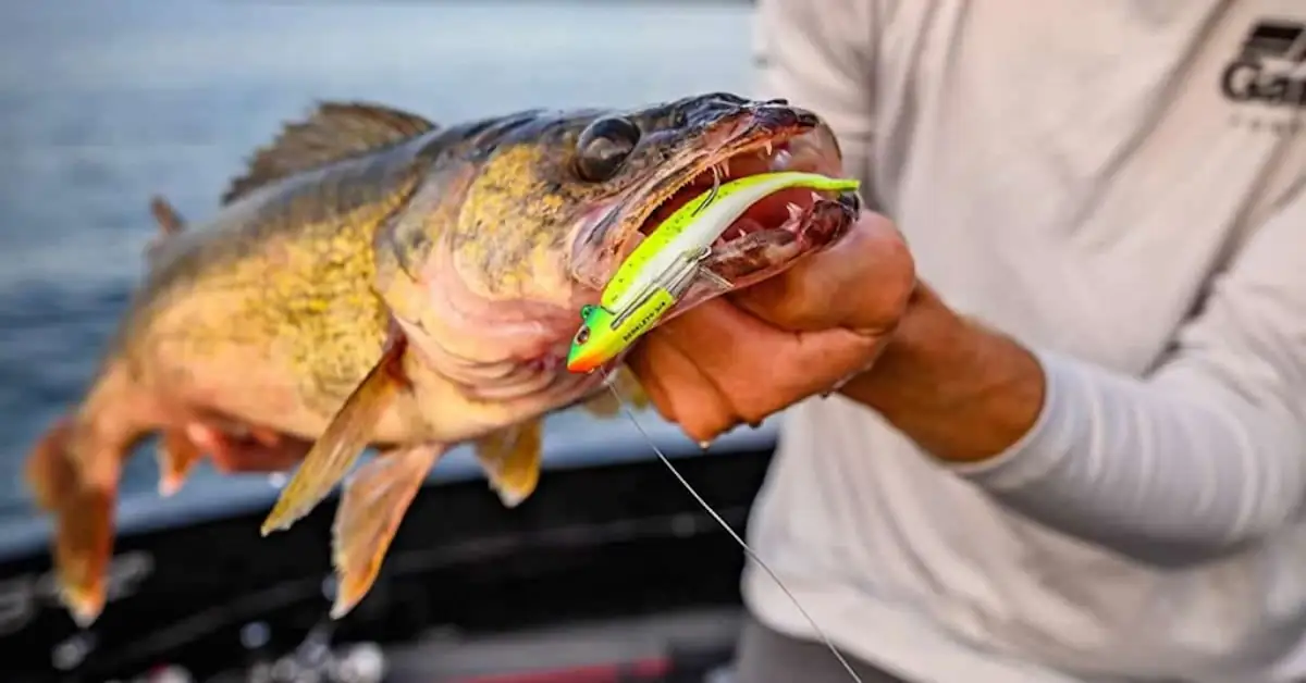 A Isca Certa para Cada Tipo de Peixe