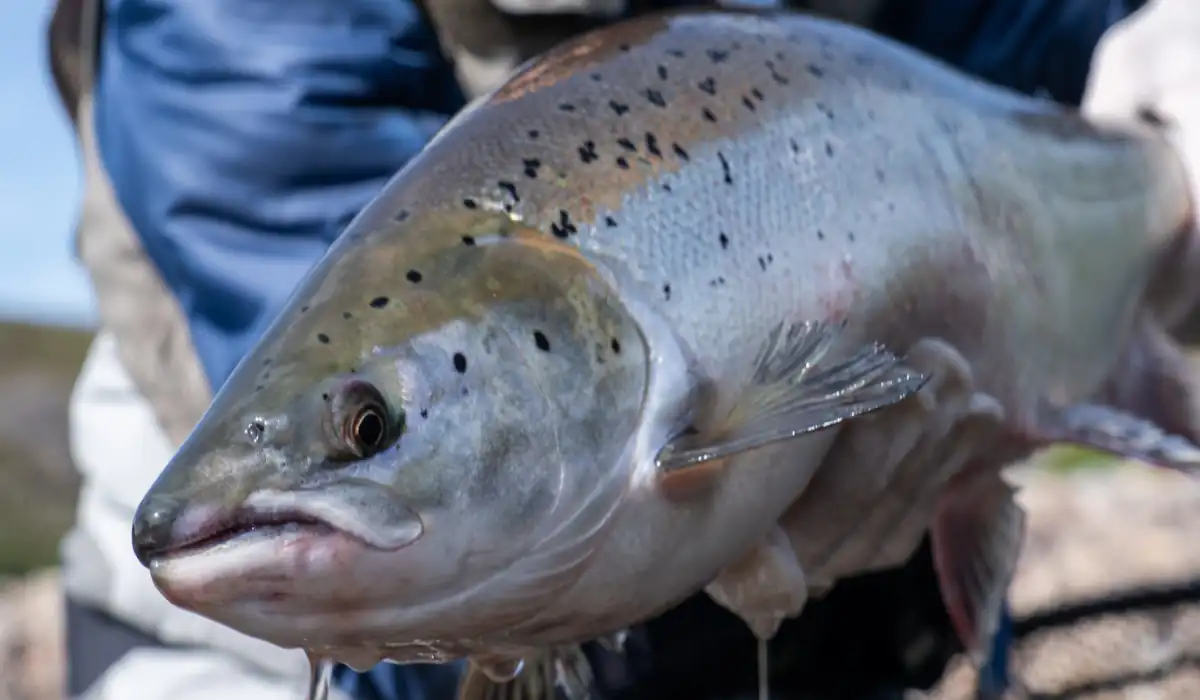 Pescaria Proibida O Truque Secreto