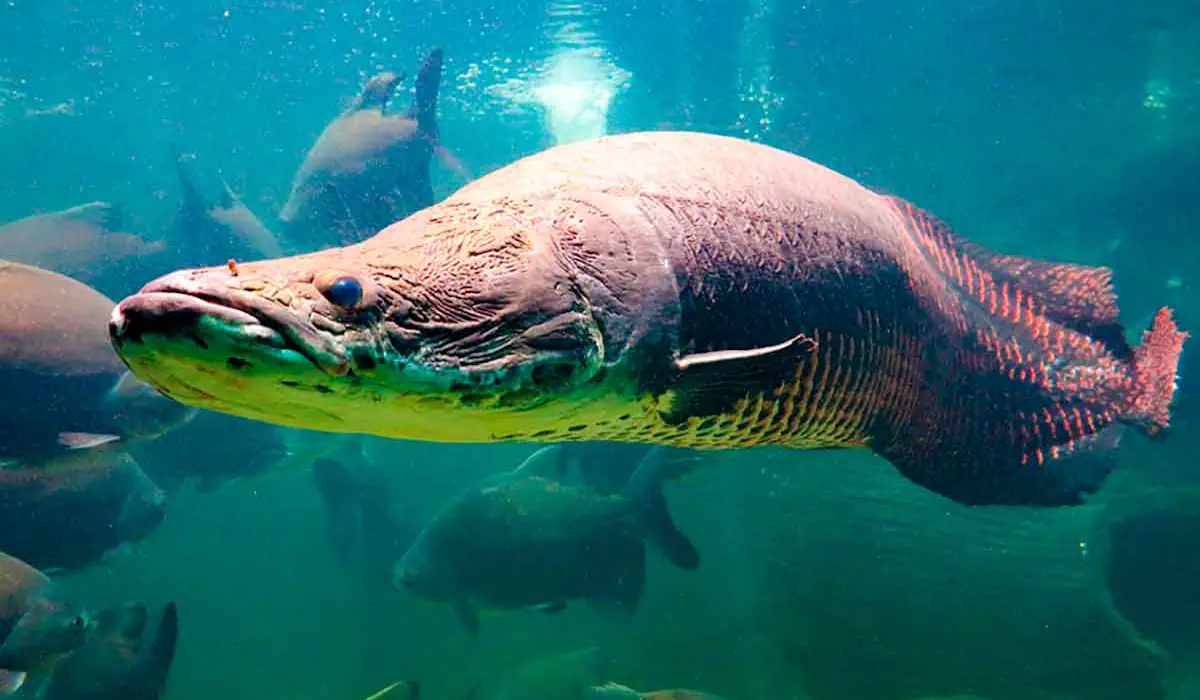 Peixes de Água Doce Famosos do Brasil