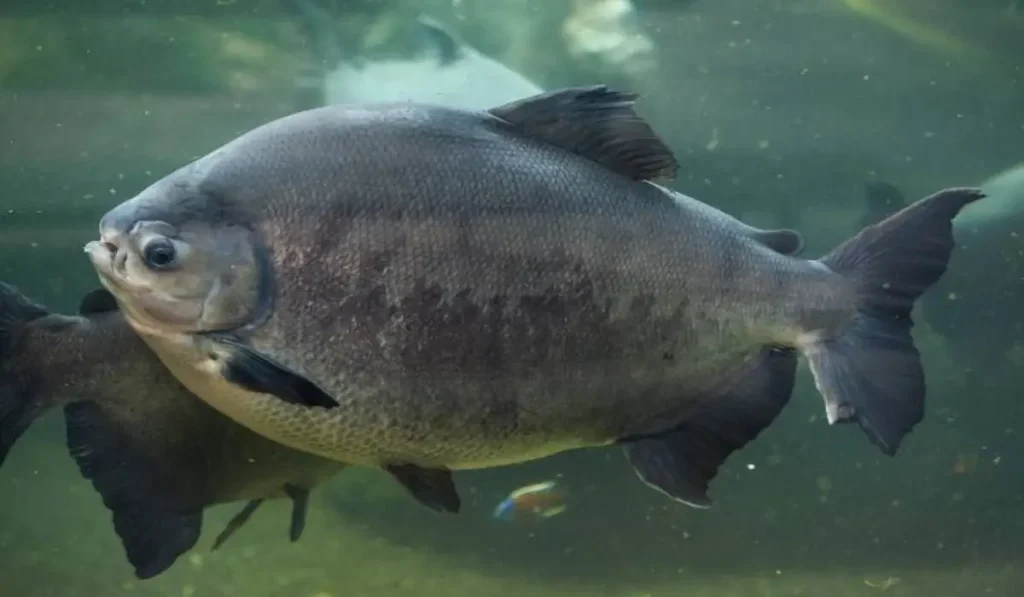 Peixes de Água Doce Famosos do Brasil