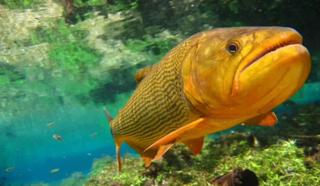 Tipos de Peixes de Água Doce Fascinantes