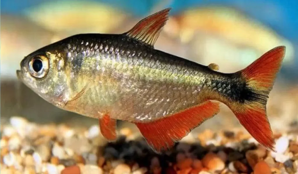 Tipos de Peixes de Água Doce Fascinantes