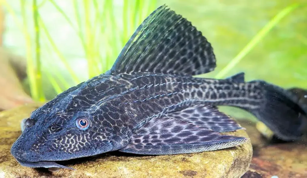 Tipos de Peixes de Água Doce Fascinantes