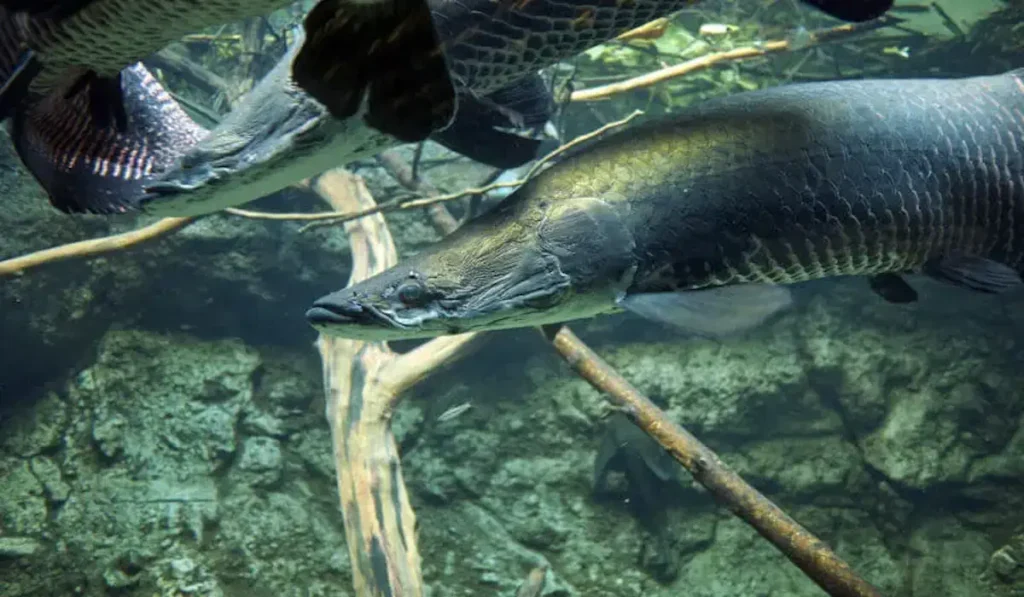 Tipos de Peixes de Água Doce Fascinantes