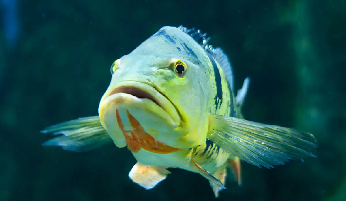 Equipamentos para Pescar Tucunarés