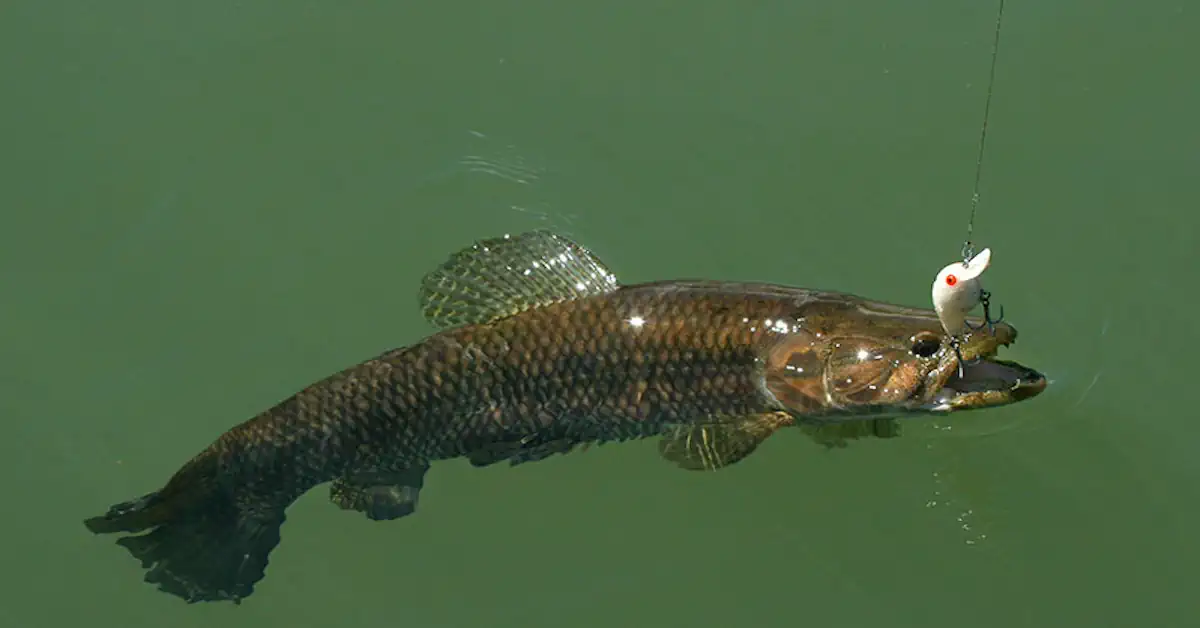 Qual o Melhor Horário Para Pescar Traíra