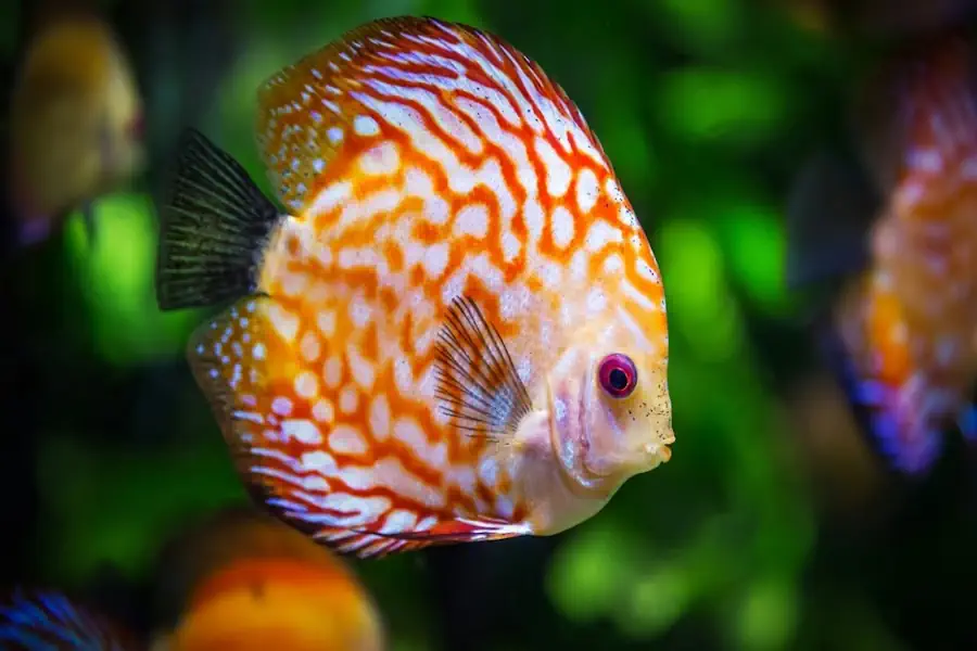 Peixes Mais LINDOS e INCRÍVEIS do Mundo