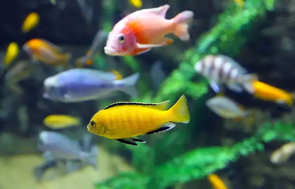 Peixes Mais LINDOS e INCRÍVEIS do Mundo