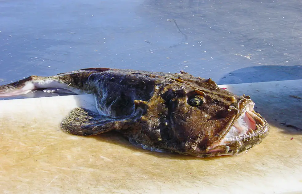 Por Que o Tamboril é o Peixe Mais Assustador dos Oceanos