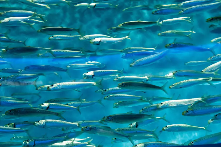 Sardinha