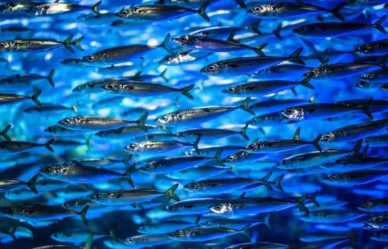 Sardinha