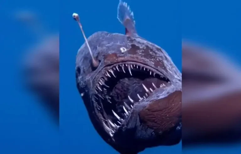 Por Que o Tamboril é o Peixe Mais Assustador dos Oceanos