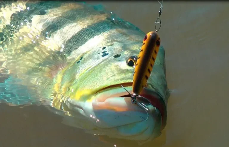 Tucunaré Gigante A Técnica PROIBIDA