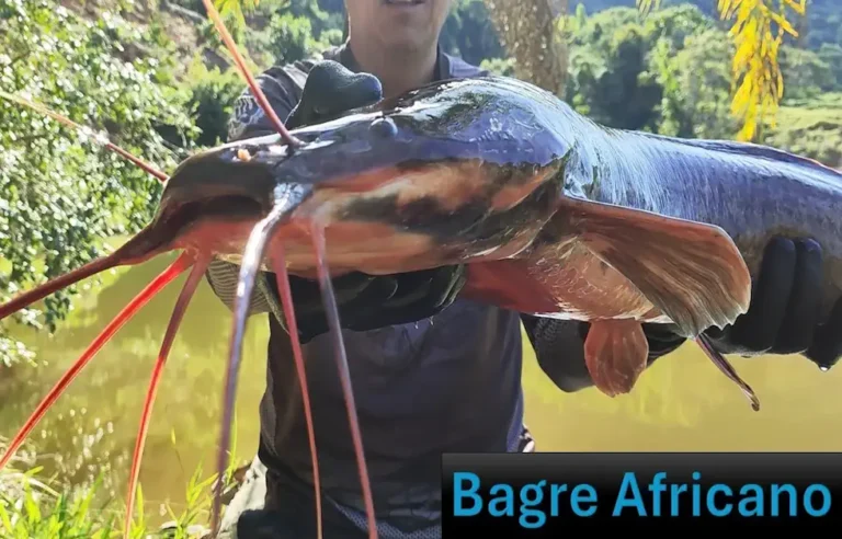 Bagre Africano