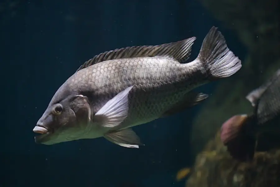 Descubra a Tilapia e Sua Origem 2 1