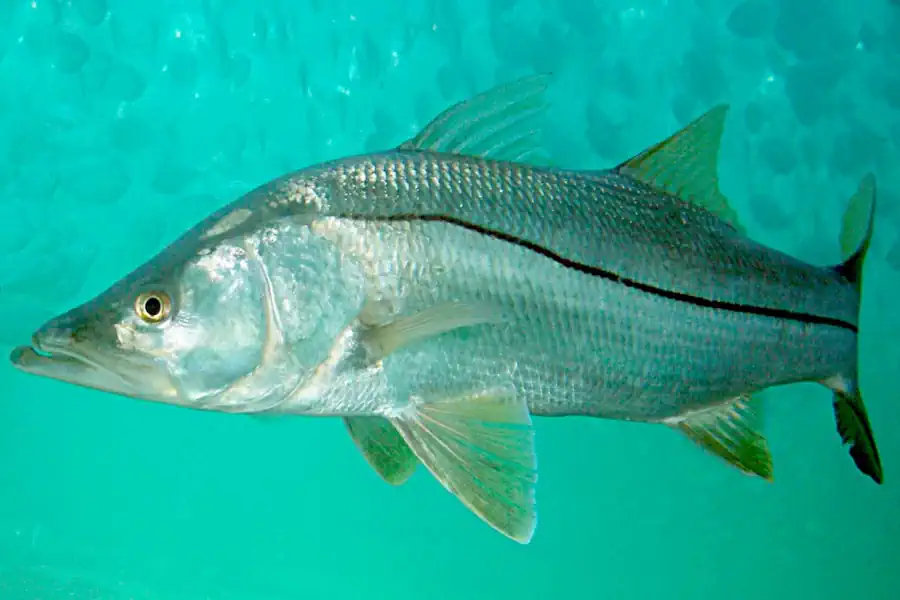 Guia Definitivo de Pesca do Robalo