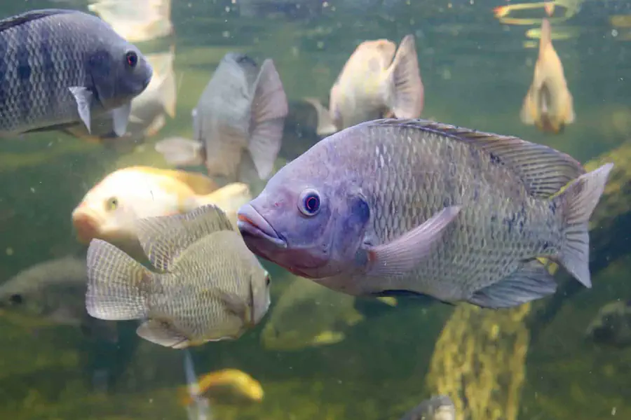 Melhores Peixes para Fritar e Cozinhar