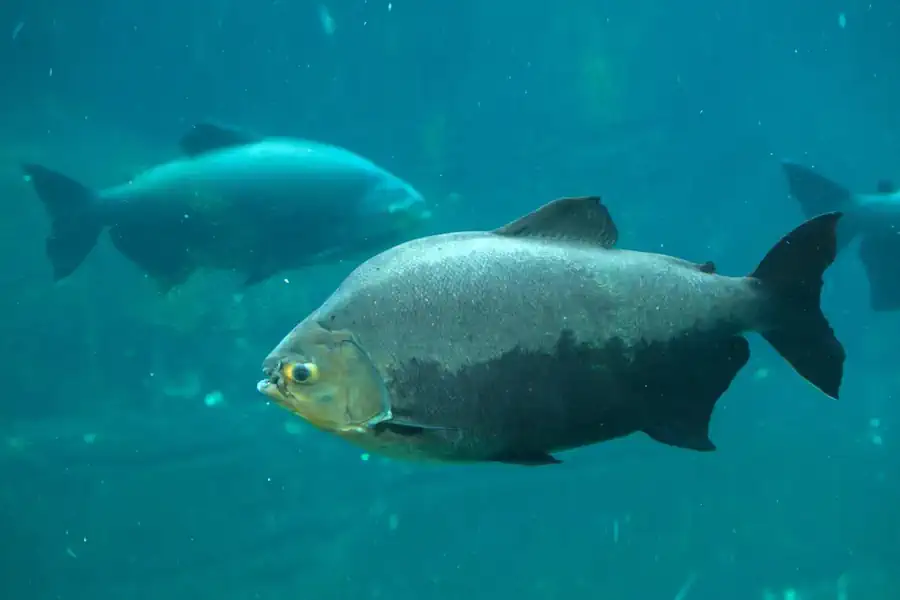 Tambaqui (Colossoma macropomum)