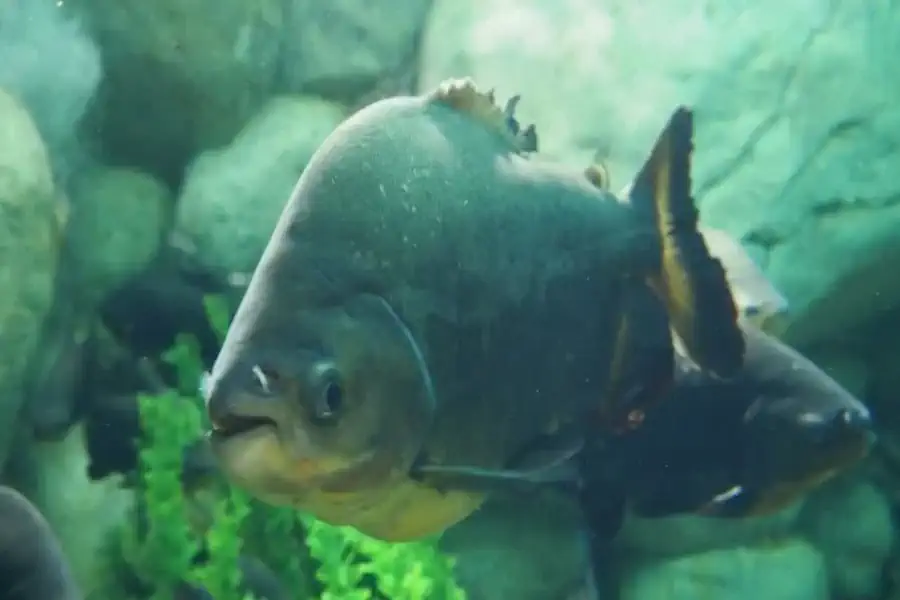 Tambaqui (Colossoma macropomum)