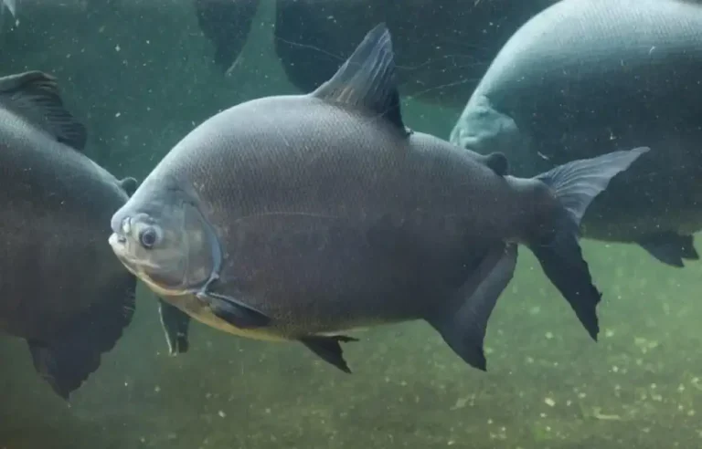 Tambaqui (Colossoma macropomum)