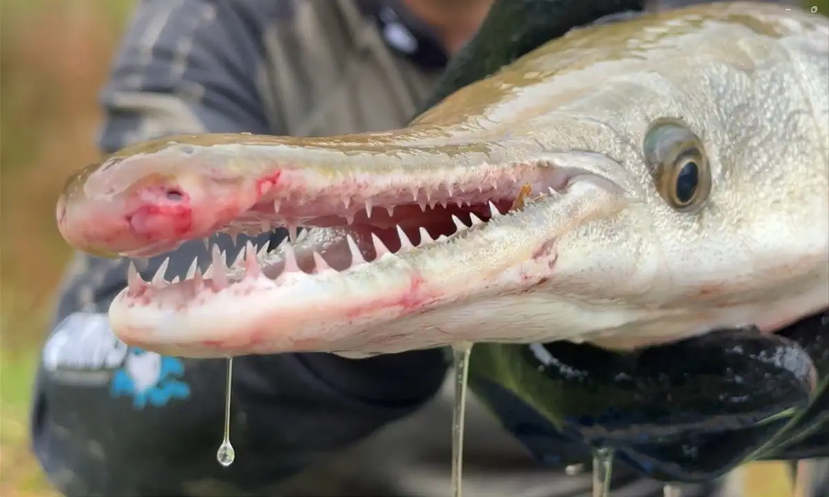 Peixe Boca de Jacaré