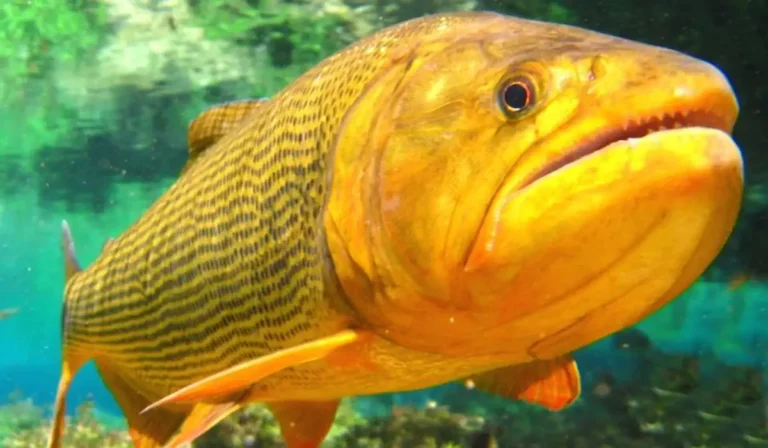 Dourado O Rei do Rio que Revoluciona
