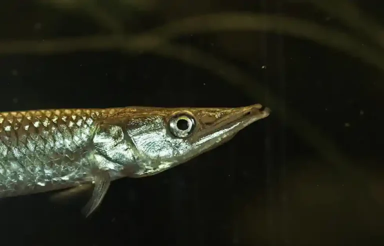 Peixe Bicuda O Torpedo Prateado da Amazônia