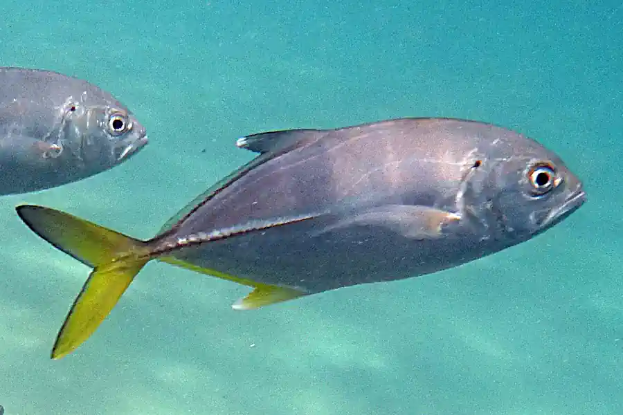 Como Pescar Xaréu Olhudo: Guia Completo da Graçainha 3 Como Pescar Xaréu Olhudo