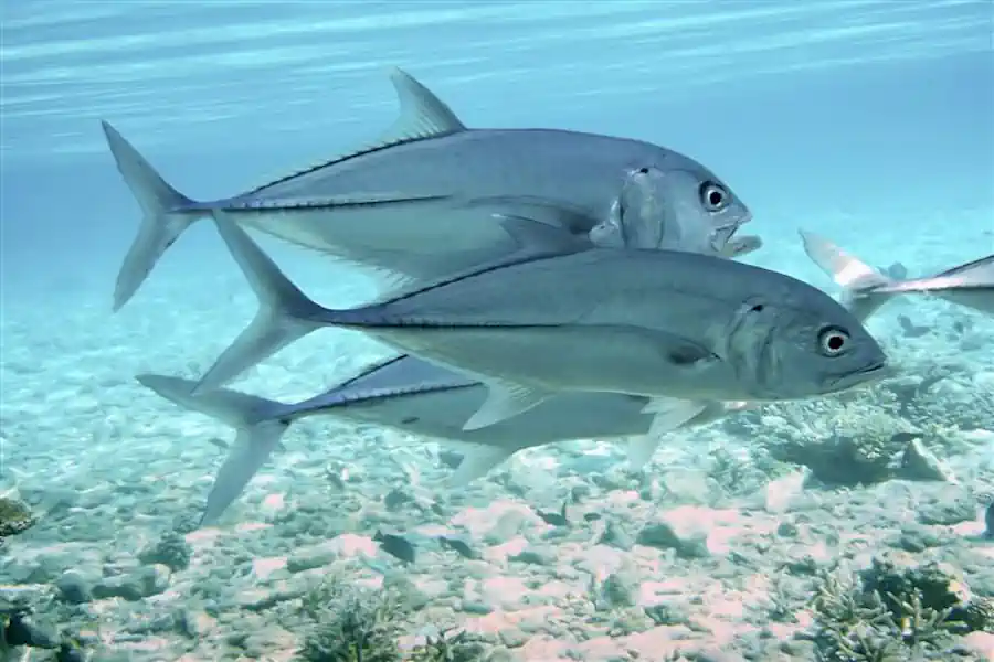 Como Pescar Xaréu Olhudo: Guia Completo da Graçainha 2 Como Pescar Xaréu Olhudo