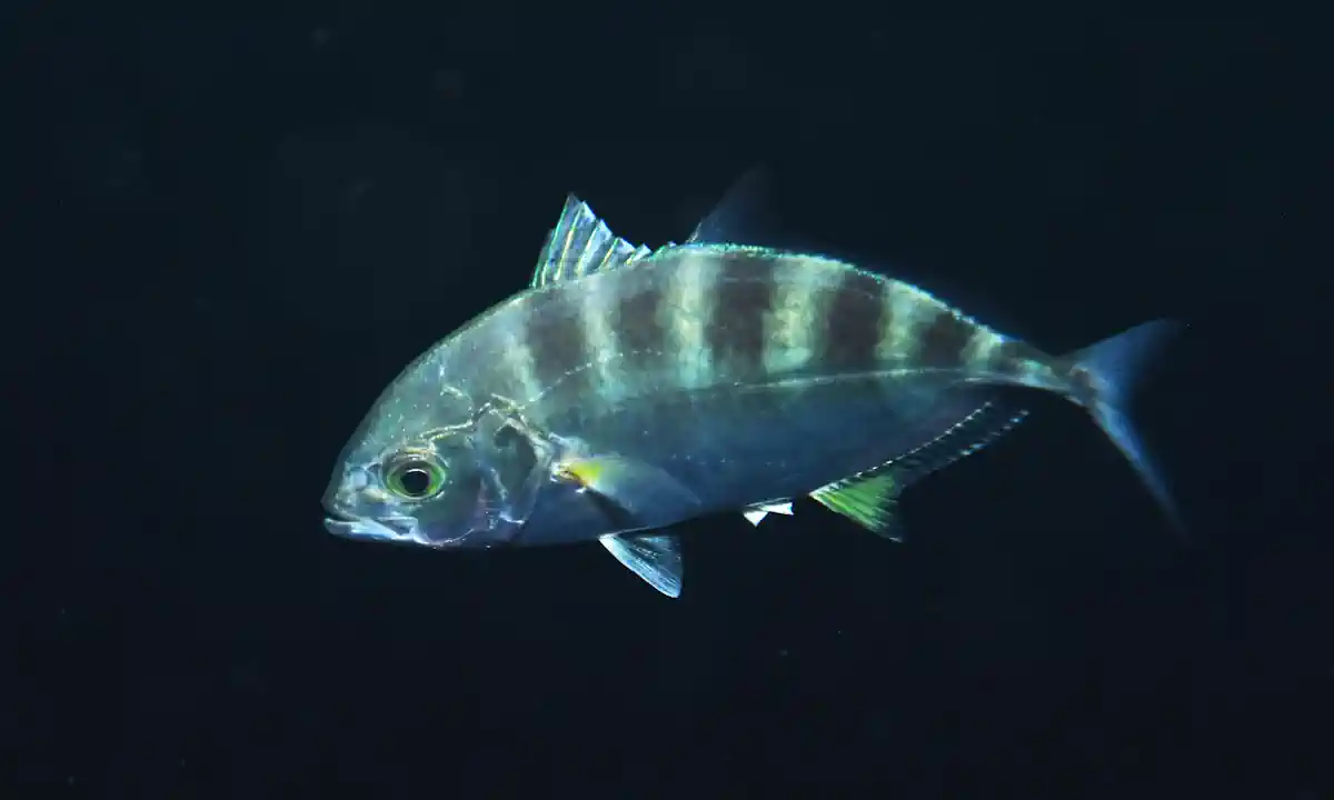 Como Pescar Xaréu Olhudo: Guia Completo da Graçainha 4 Como Pescar Xaréu Olhudo