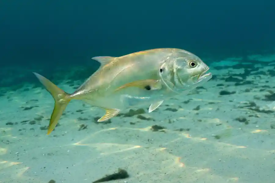 Guia Completo de Pesca de Xaréus: Técnicas, Equipamentos e Onde Encontrar 28 Guia Completo de Pesca de Xaréus