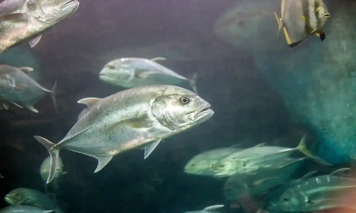 Guia Completo de Pesca de Xaréus: Técnicas, Equipamentos e Onde Encontrar 9 Guia Completo de Pesca de Xaréus