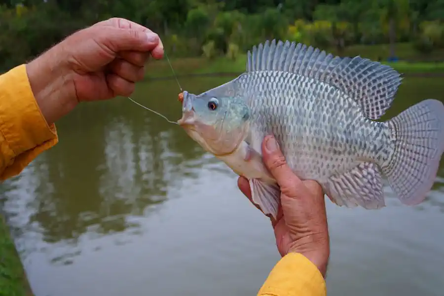 O Segredo para Pescar Tilápia com Molinete