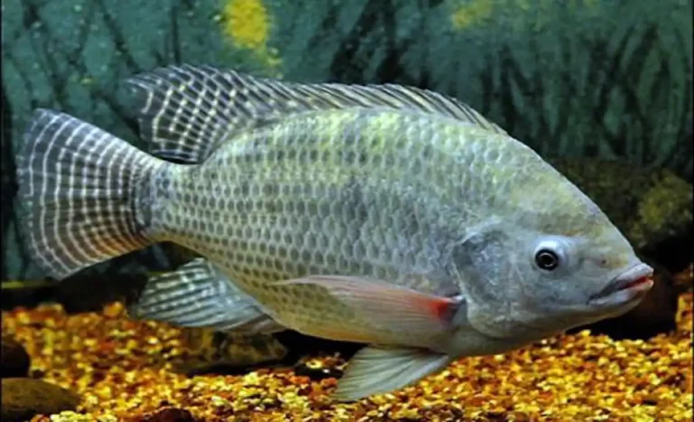 O Segredo para Pescar Tilápia com Molinete