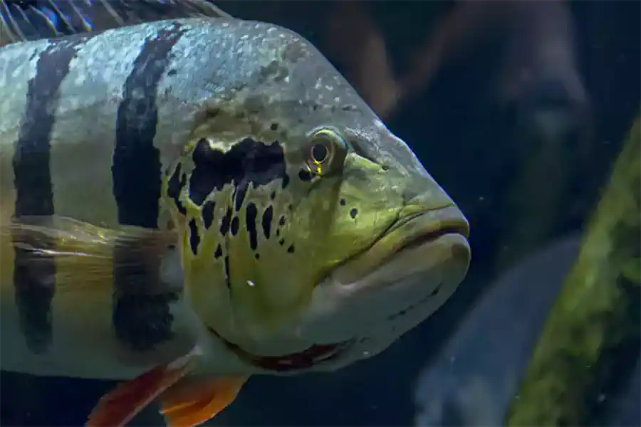 Os Desafios do Tucunaré: Guia Completo para Dominar o Rei das Águas Doces 4 Os Desafios do Tucunaré