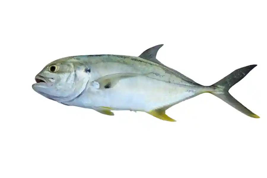 Xaréu-Amarelo (Caranx bartholomaei)