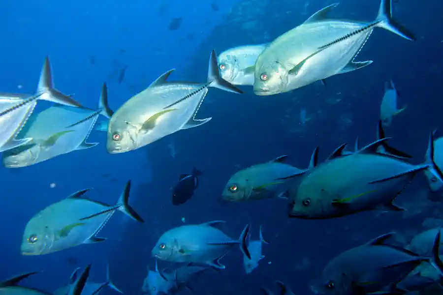 Xaréu-Preto (Caranx lugubris) Guia Completo