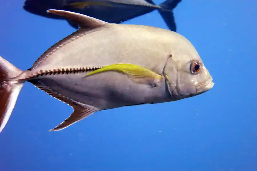 Xaréu-Preto (Caranx lugubris) Guia Completo