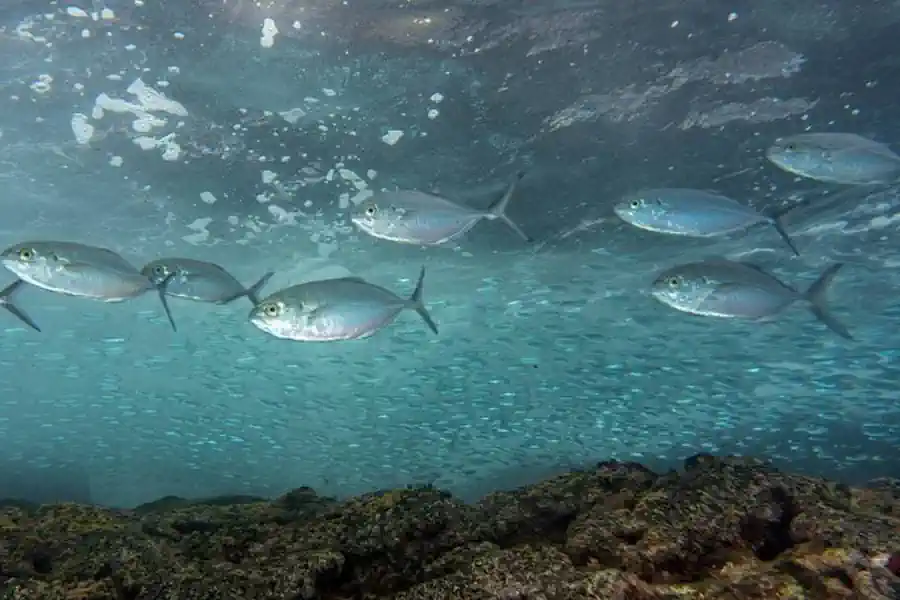 Xerelete (Caranx crysos) Guia Completo