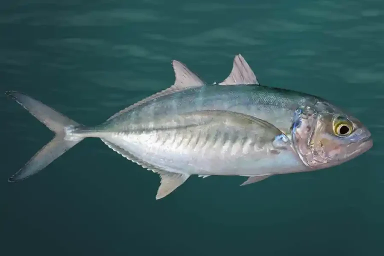 Xerelete (Caranx crysos) Guia Completo