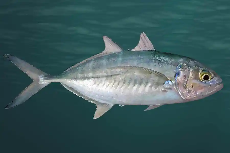 Xerelete (Caranx crysos): Guia Completo de Pesca do Carapau Azul 7 Xerelete (Caranx crysos) Guia Completo