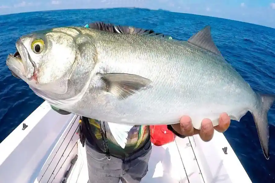 Anchova: Guia Completo Para Pescar o Predador Mais Voraz do Litoral Brasileiro 2 Anchova Guia Completo Para Pescar