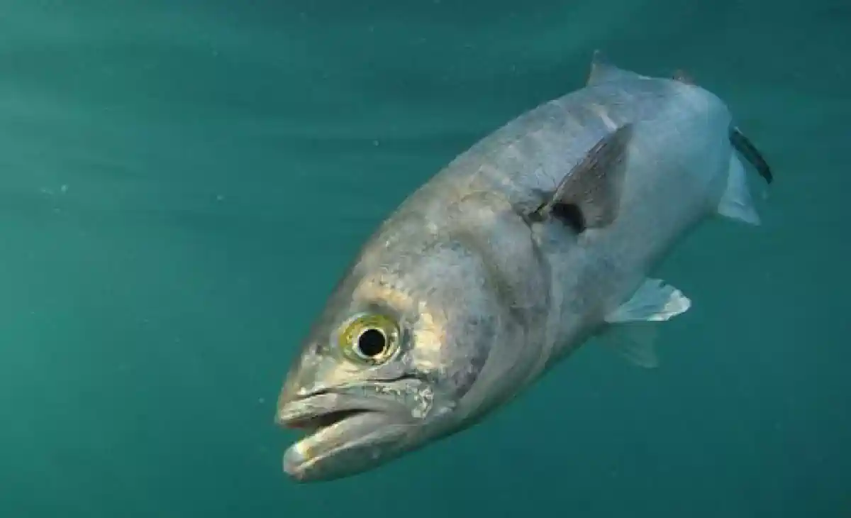 Anchova: Guia Completo Para Pescar o Predador Mais Voraz do Litoral Brasileiro 5 Anchova Guia Completo Para Pescar