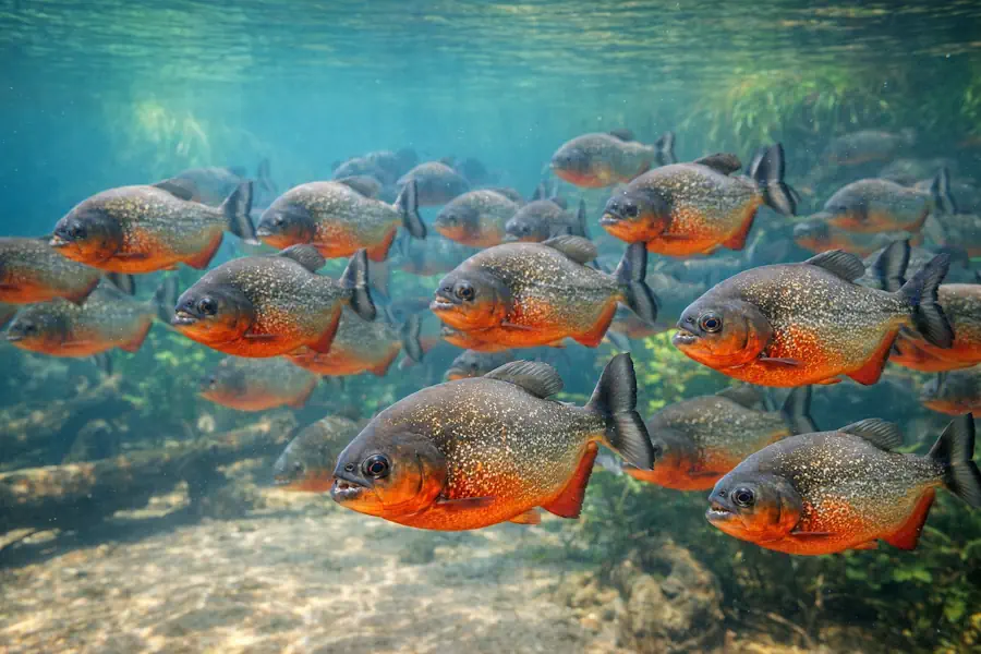 Ataque de Piranha: Mito ou Verdade? O Que a Ciência Diz Sobre o Perigo Real 3 Cardume de piranhas em habitat natural mostrando comportamento gregário
