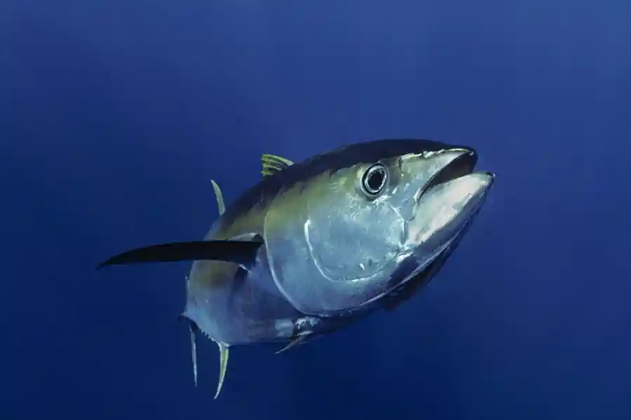 Atum: Como Pescar e Por Que Preservar Este Gigante dos Oceanos 2 Atum Como Pescar e Por Que Preservar