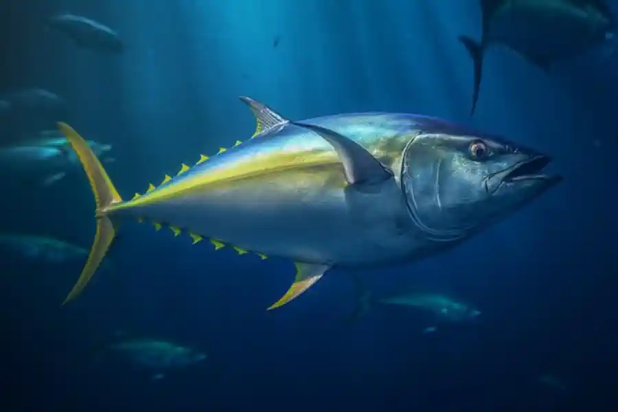 Atum: Como Pescar e Por Que Preservar Este Gigante dos Oceanos 3 Atum Como Pescar e Por Que Preservar