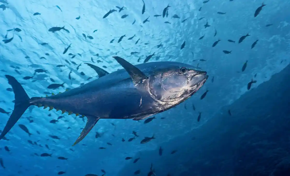 Atum: Como Pescar e Por Que Preservar Este Gigante dos Oceanos 13 Atum Como Pescar e Por Que Preservar