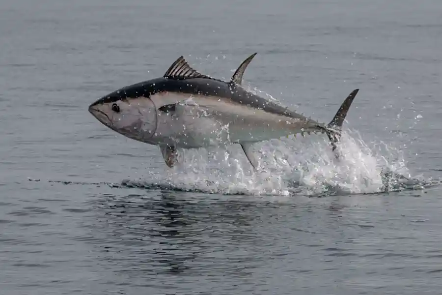 Atum-Rabilho: O Gigante Ameaçado do Atlântico – Desafios, Pesca e Conservação 2 Atum-Rabilho O Gigante Ameaçado