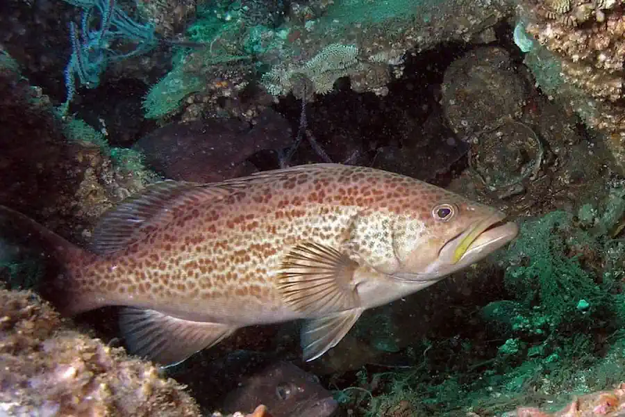 Badejo: Guia Completo de Pesca e Características do Peixe Mais Saboroso do Litoral Brasileiro 30 Badejo Guia Completo de Pesca