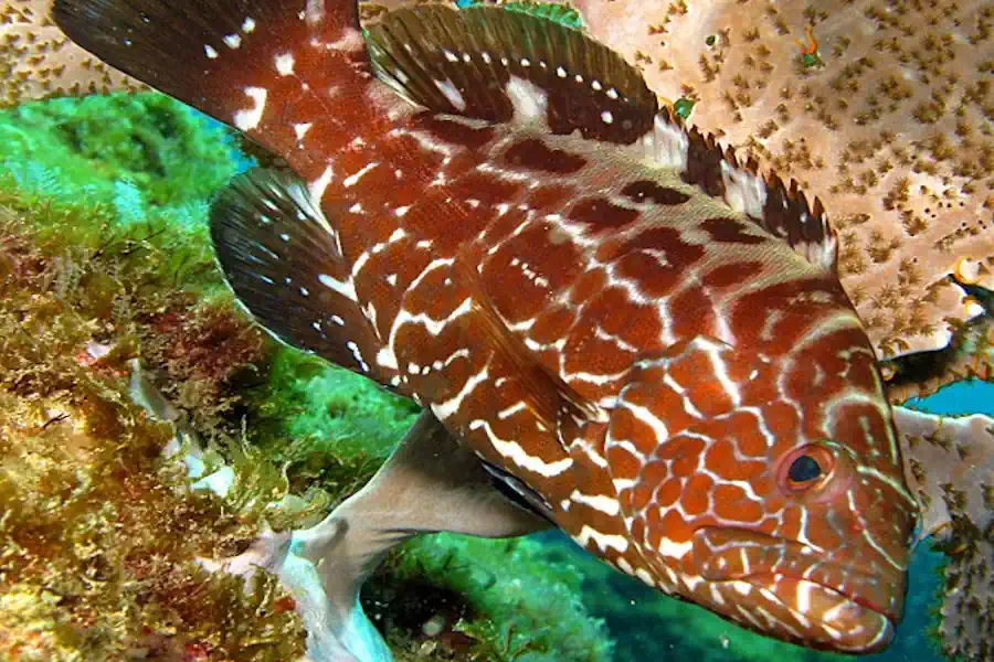 Badejo: Guia Completo de Pesca e Características do Peixe Mais Saboroso do Litoral Brasileiro 2 Badejo Guia Completo de Pesca